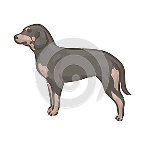 Cute dog Slovensky Kopov breed pedigree vector illustration