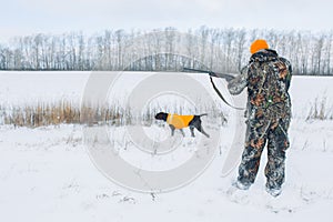 Cute dog is smelling an animal during the hunting