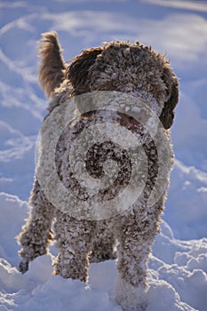 Cute dog in snow