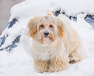 Cute dog in snow