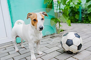 Cute dog with soccerball in the yard in the village