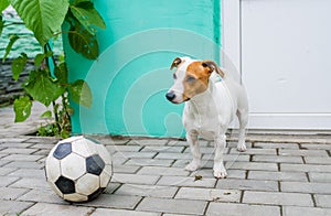 Cute dog with soccerball in the yard in the village