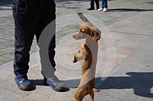 Cute dog stand up