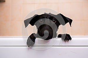 Cute dog standing in bathtub waiting to be washed