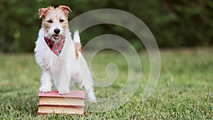 Cute dog standing on books and waiting, puppy training