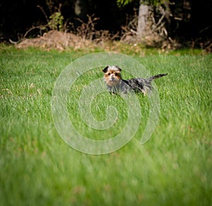 Cute dog standing in the grass and waiting for a man