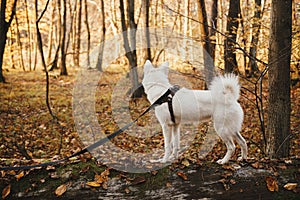 Cute dog standing on old fallen tree in sunny autumn woods. Adorable  swiss shepherd white dog in harness and leash relaxing in