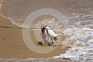 Cute dog standing on sand beach