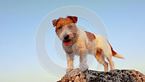 Cute dog standing, sitting and panting on a rock, travelling, walking, hiking with pet