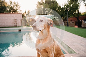 Cute dog standing by swimming pool at sunset in backyard