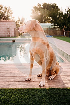 Cute dog standing by swimming pool at sunset in backyard