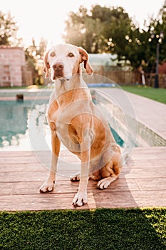 Cute dog standing by swimming pool at sunset in backyard