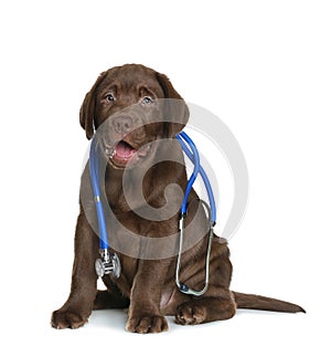 Cute dog with stethoscope as veterinarian