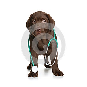 Cute dog with stethoscope as veterinarian