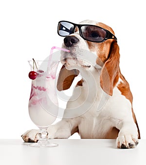 Cute dog in sunglasses drink cocktail