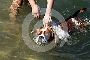 Cute dog swimming in the sea