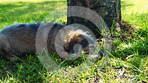 Cute dog taking  a nap in the green grass