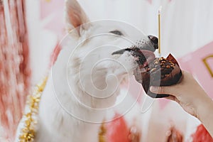 Cute dog tasting yummy birthday cupcake with candle on background of pink garland, birthday party