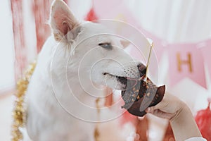 Cute dog tasting yummy birthday cupcake with candle on background of pink garland, birthday party