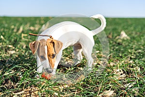 Cute dog Terrier Jack Russell play happy over the meadow with a ball photo