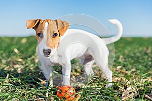 Cute dog Terrier Jack Russell playful with a colorful ball on a walk in the summer in the meadow photo