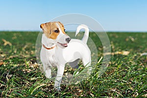 Cute dog Terrier Jack Russell playful on a walk in the summer in the meadow photo