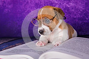 Cute dog tired student reading a book to teach lessons, falls asleep.