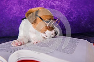 Cute dog tired student reading a book to teach lessons, falls asleep.