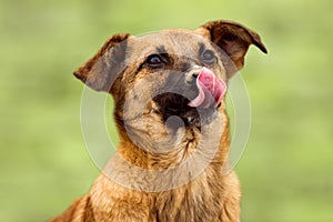 Cute dog with tongue