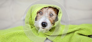 Cute dog with towel after bath, pet fur care and grooming banner