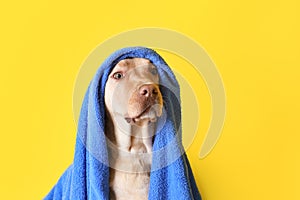 Cute dog with towel after washing on color background