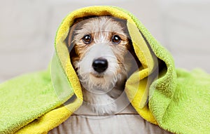 Cute dog with towels after bath, pet grooming and care