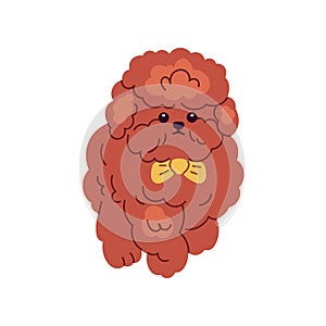 Cute dog of Toy Poodle breed. Little funny doggy walking. Purebred miniature puppy with curly wavy hair. Amusing canine