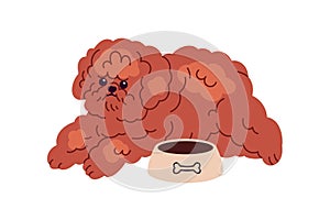 Cute dog of Toy Poodle breed waiting for feed near canine bowl. Funny curly puppy. Fuzzy wavy hairy doggy, miniature