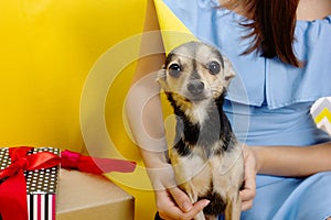 A cute dog toy terrier in a festive cap on the anniversary, eats a cake with a candle from the feed, has fun,