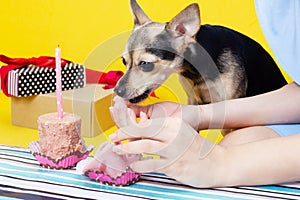 A cute dog toy terrier in a festive cap on the anniversary, eats a cake with a candle from the feed, has fun,