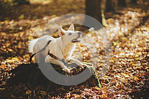 Cute dog training on old stump in sunny autumn woods. Adorable  swiss shepherd white dog in harness and leash in beautiful fall