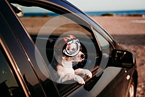 cute dog traveling in a car wearing vintage goggles at sunset