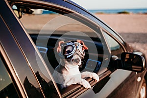 cute dog traveling in a car wearing vintage goggles at sunset