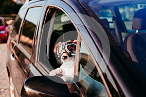 cute dog traveling in a car wearing vintage goggles at sunset