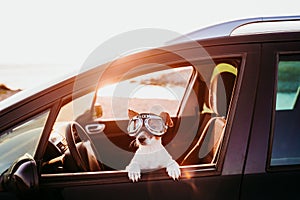 cute dog traveling in a car wearing vintage goggles at sunset