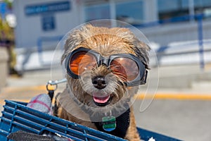 A cute dog travelling on a moped