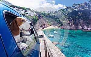 Cute dog travels in car to the sea