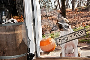 Cute Dog Trick or Treating photo