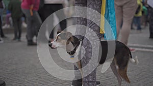 A cute dog with Ukrainian symbols at a protest against Russian aggression in Ukraine in Germany, the city of Munich.