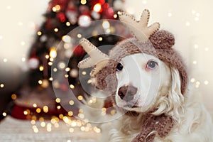CUTE DOG UNDER CHRISTMAS TREE LIGHTS CELEBRATING HOLIDAYS WEARING A REINDEER ANTLERS HAT