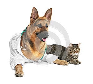 Cute dog in uniform with stethoscope as veterinarian and cat