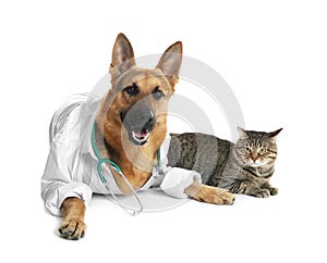 Cute dog in uniform with stethoscope as veterinarian and cat