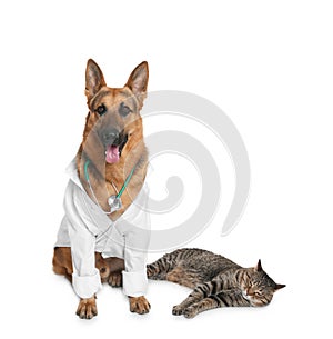 Cute dog in uniform with stethoscope as veterinarian and cat