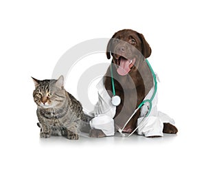 Cute dog in uniform with stethoscope as veterinarian and cat